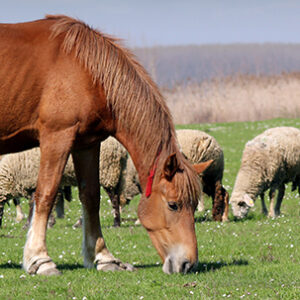 Equine-Sheep-Goat