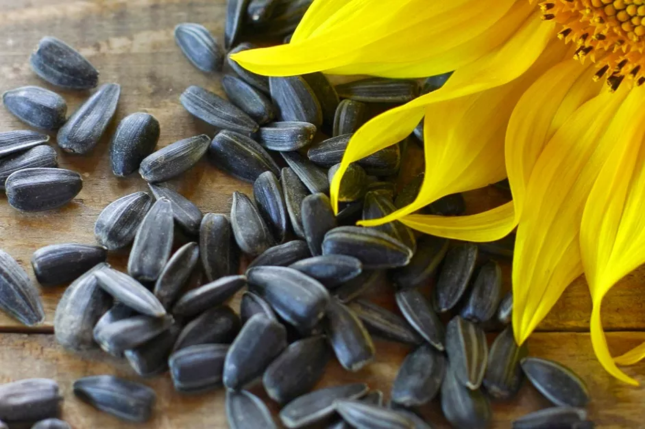black oil sunflower seed available at North Haven ag